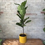 Ficus Lyrata Column 10"