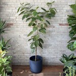 Ficus Altissima Standard 14"