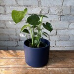 Monstera Deliciosa 6"
