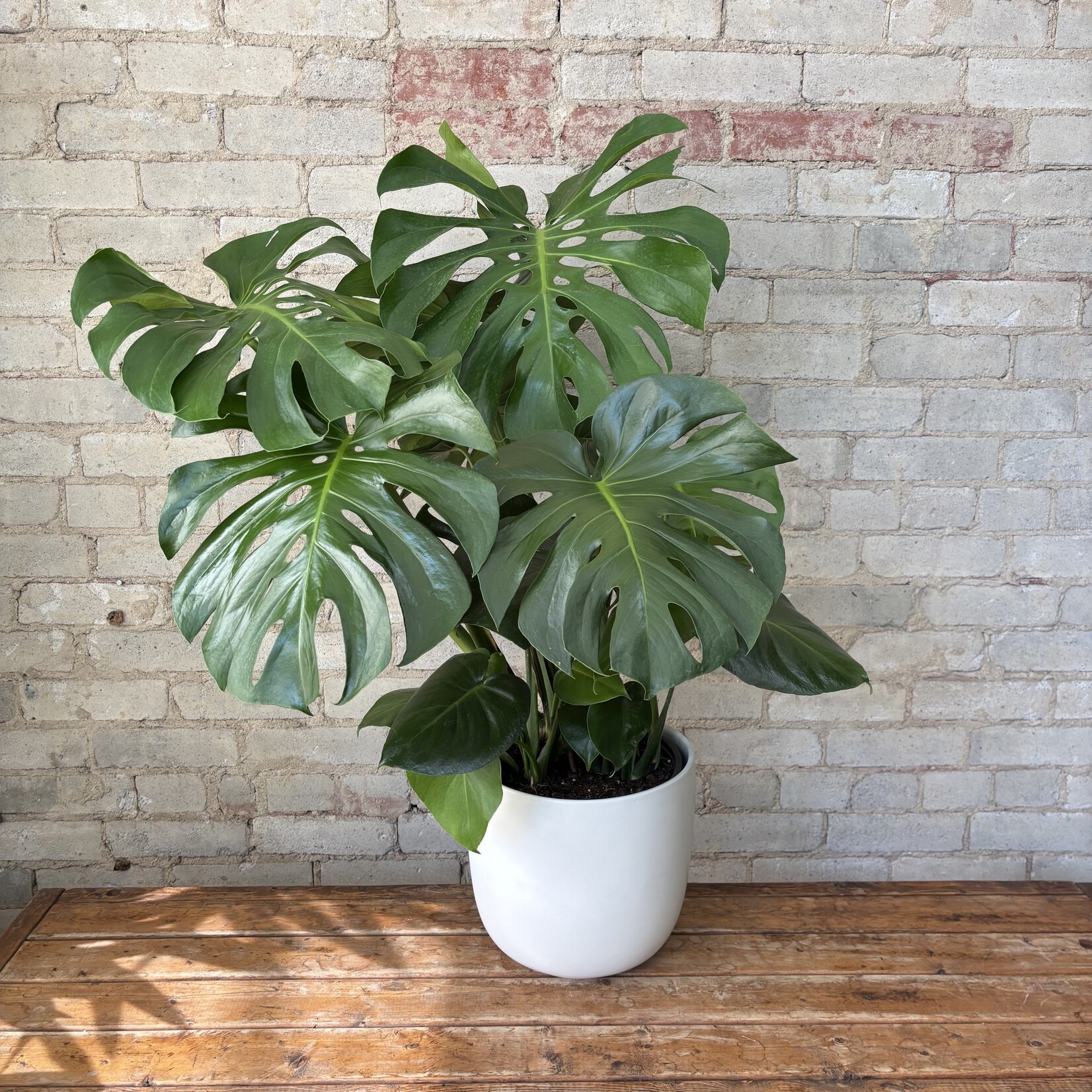 Monstera Deliciosa 10"