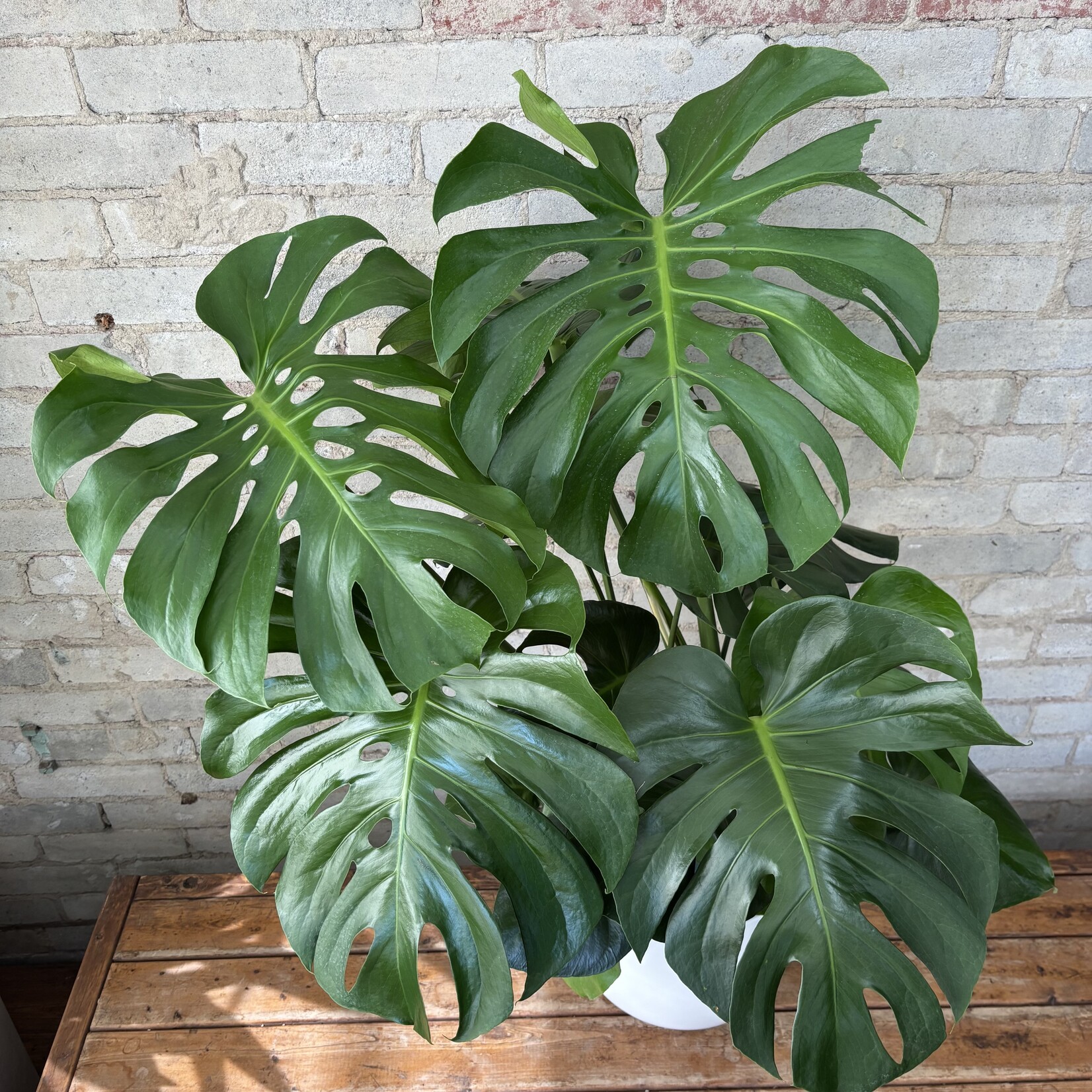 Monstera Deliciosa 10"