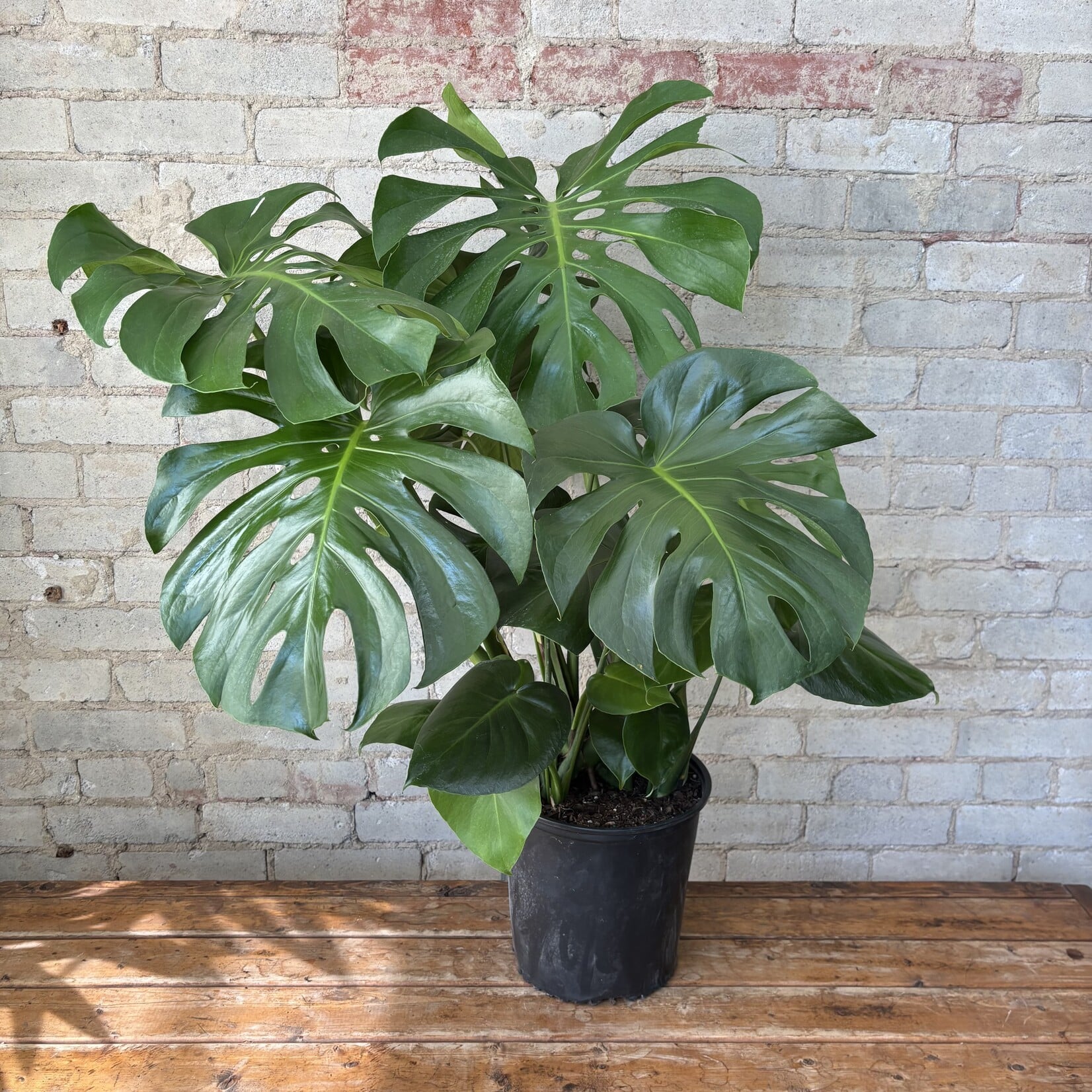 Monstera Deliciosa 10"