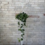Scindapsus Silvery Ann 8" HB