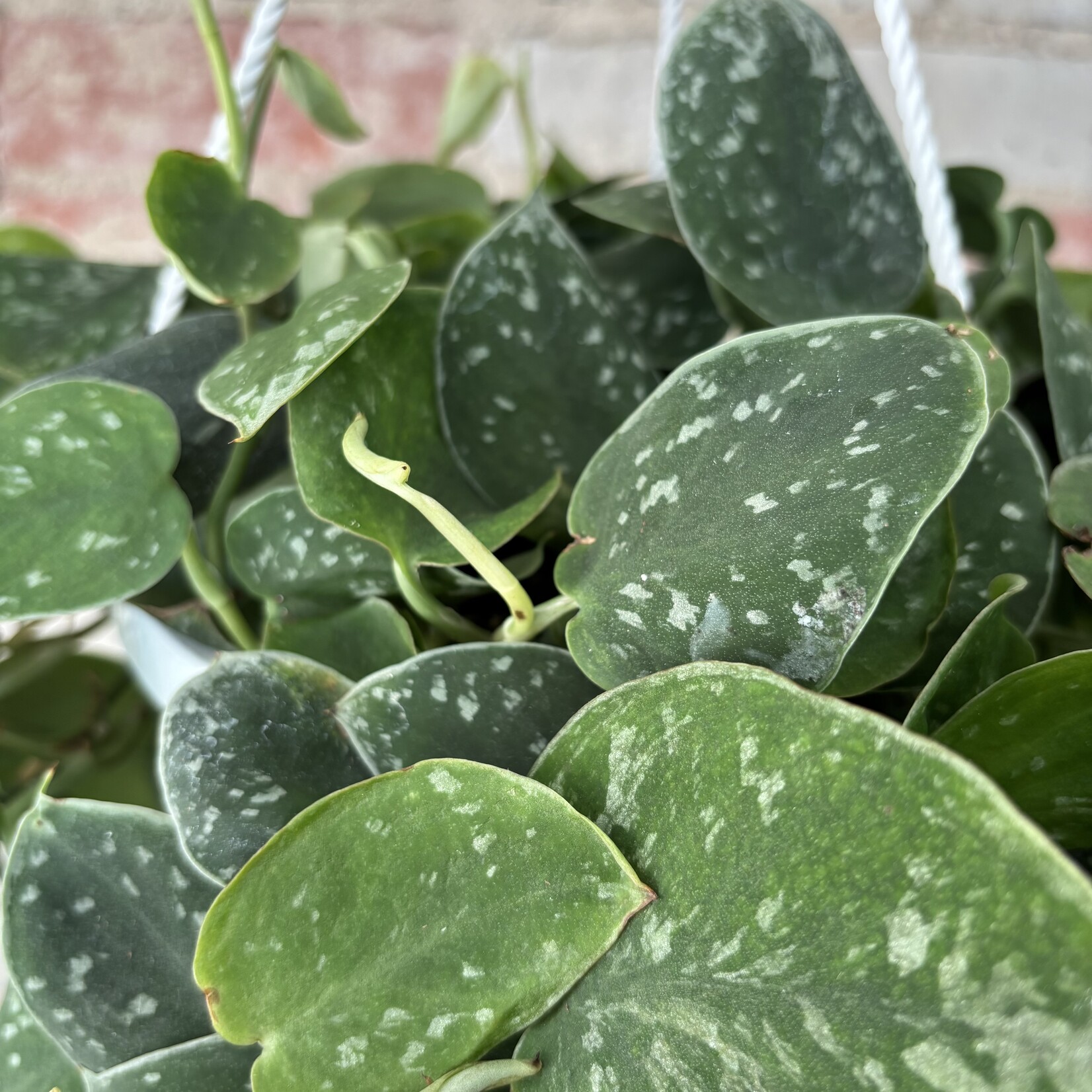 Scindapsus Silvery Ann 8" HB