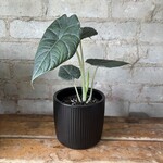 Alocasia Maharani 4"