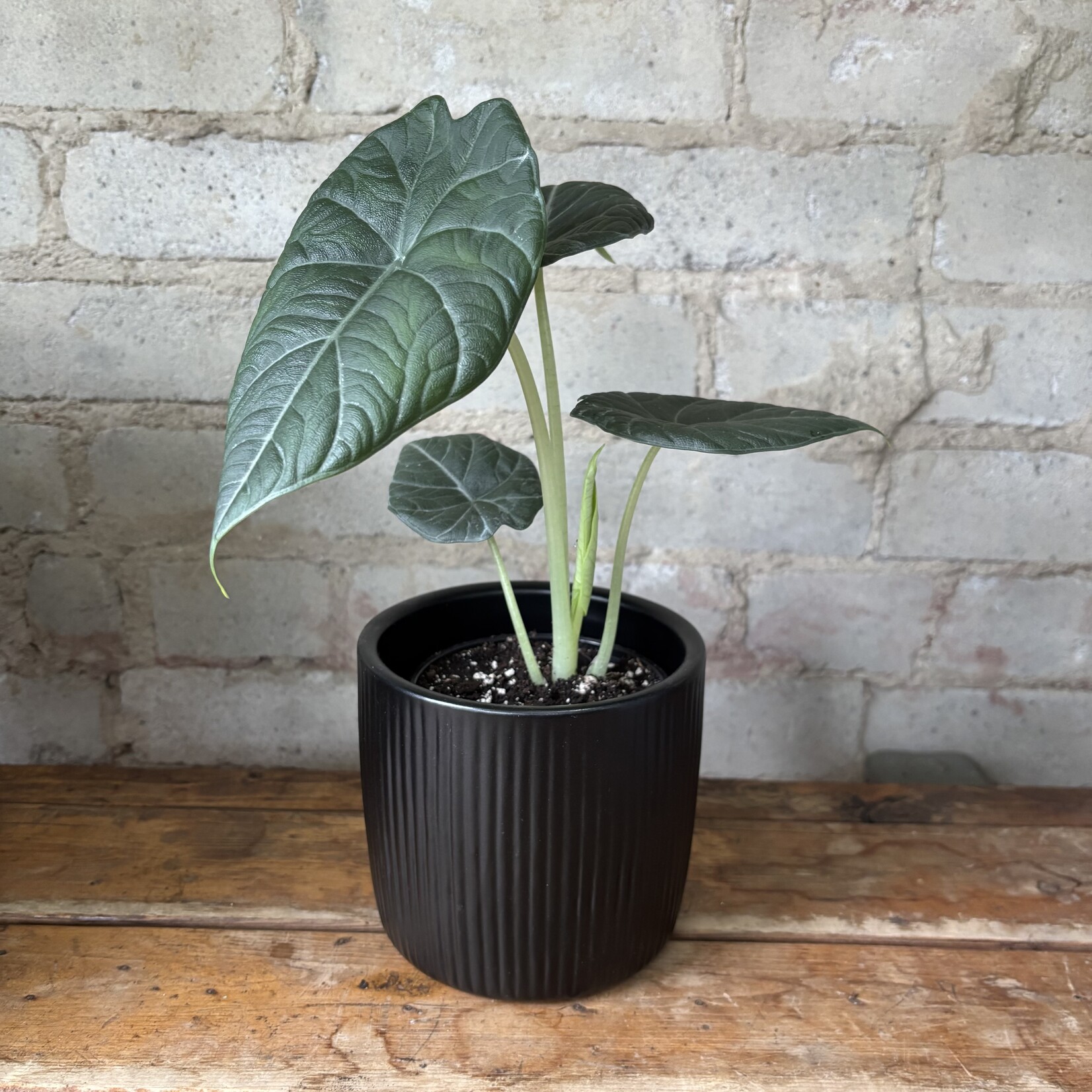 Alocasia Maharani 4"