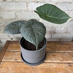 Alocasia Maharani 6"