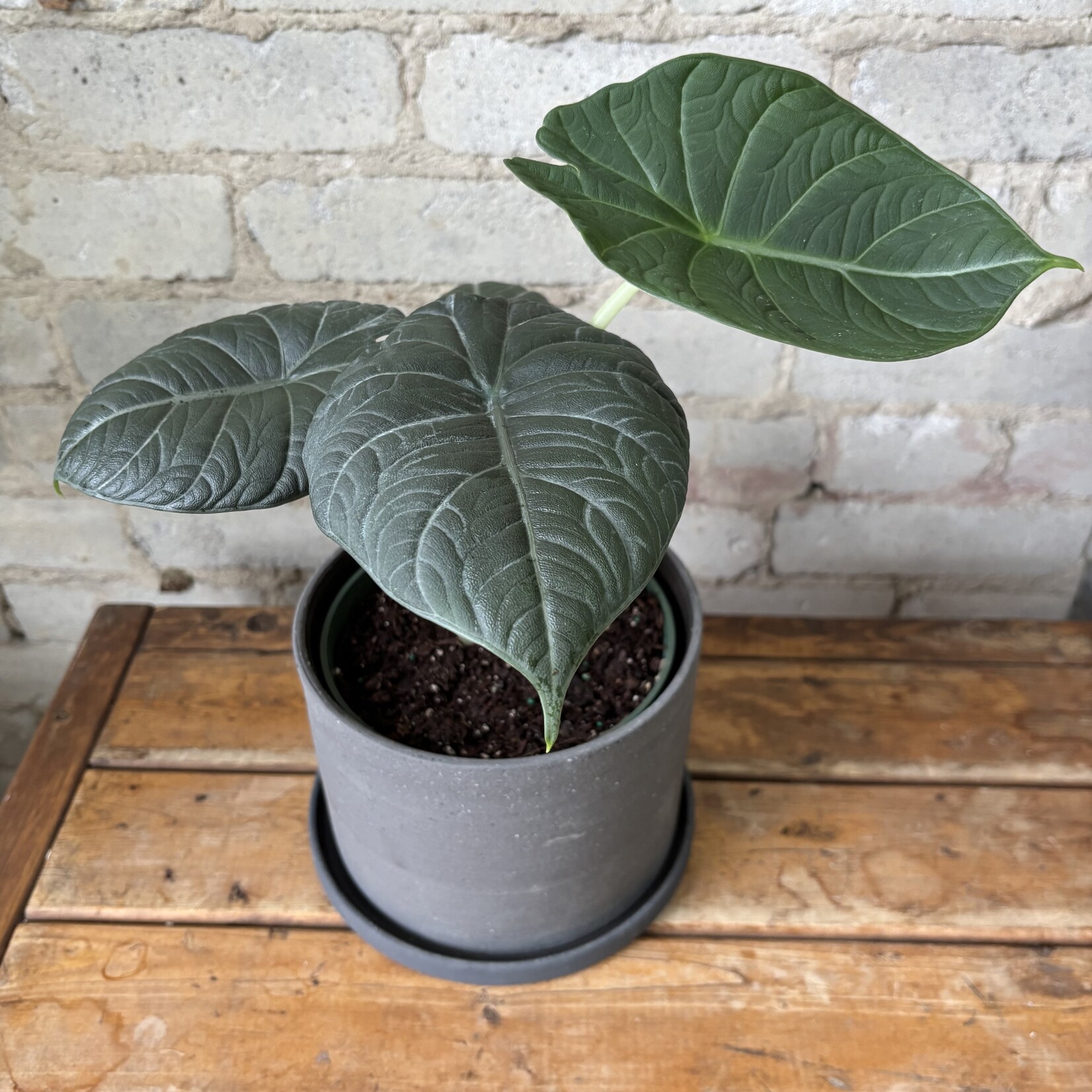 Alocasia Maharani 6"