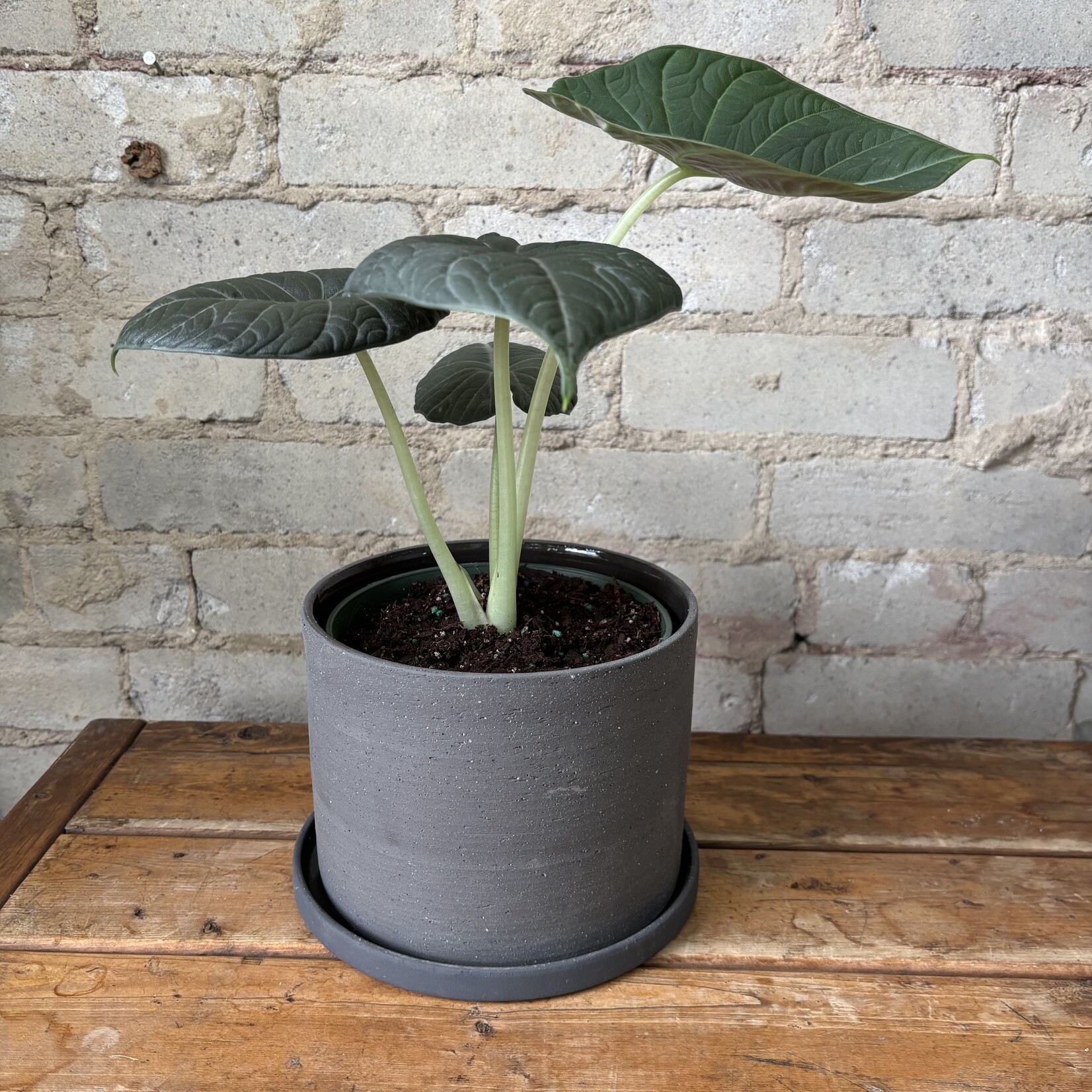 Alocasia Maharani 6"