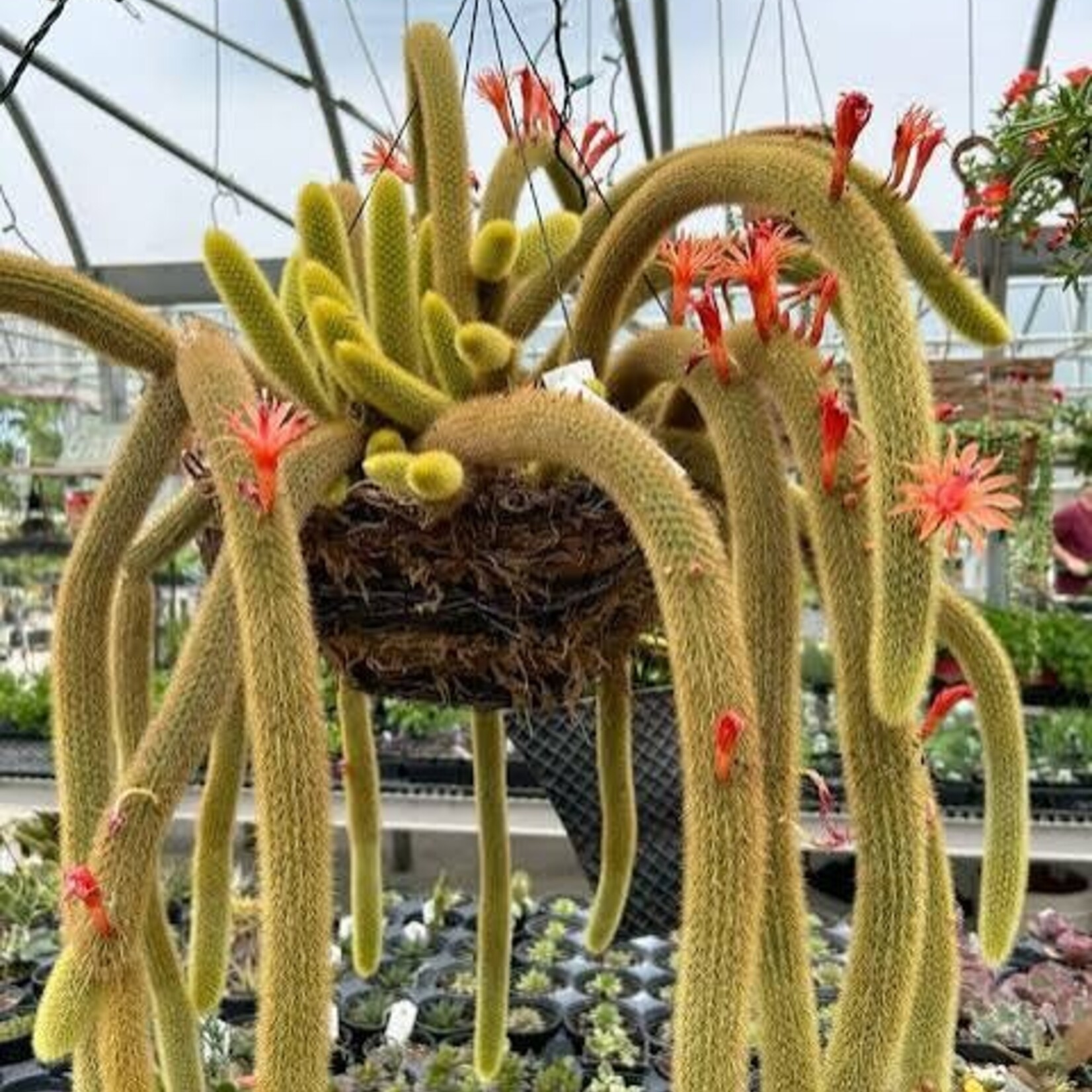 Golden Monkey Tail Cactus 8" HB