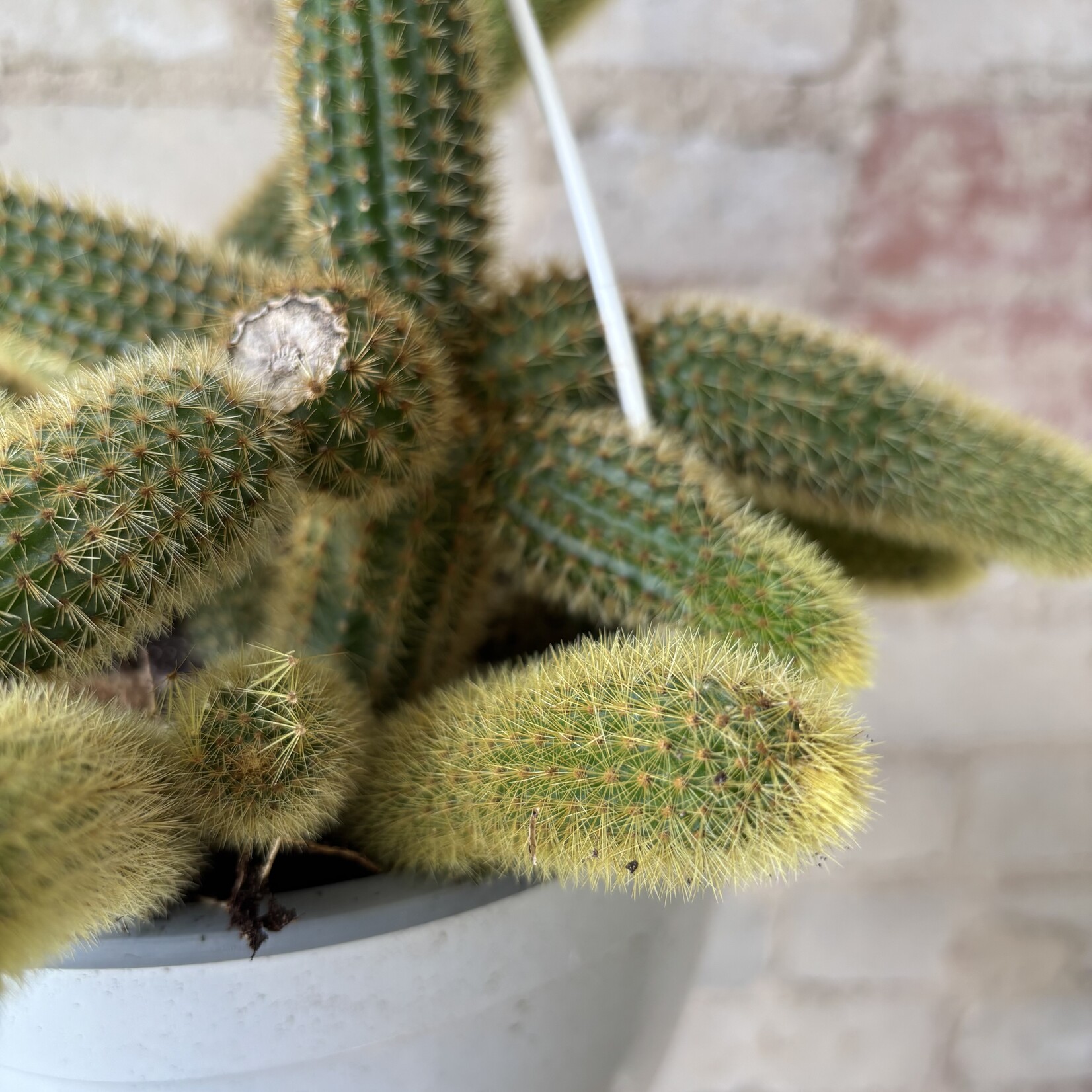 Golden Monkey Tail Cactus 8" HB