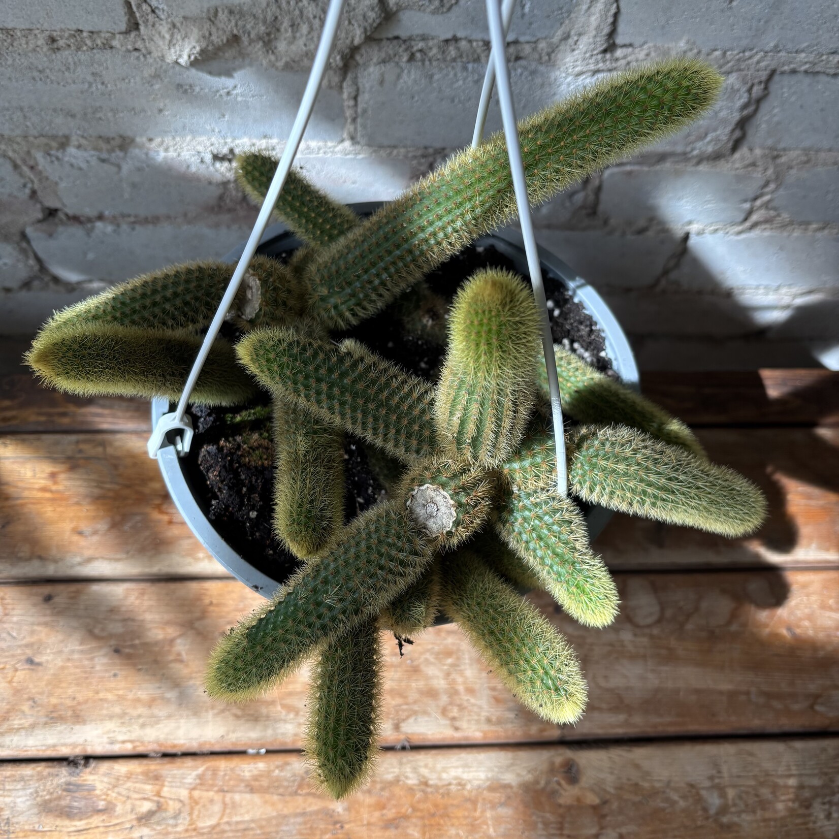 Golden Monkey Tail Cactus 8" HB