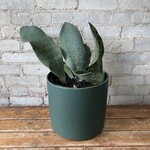 Sansevieria Whalefin 10"