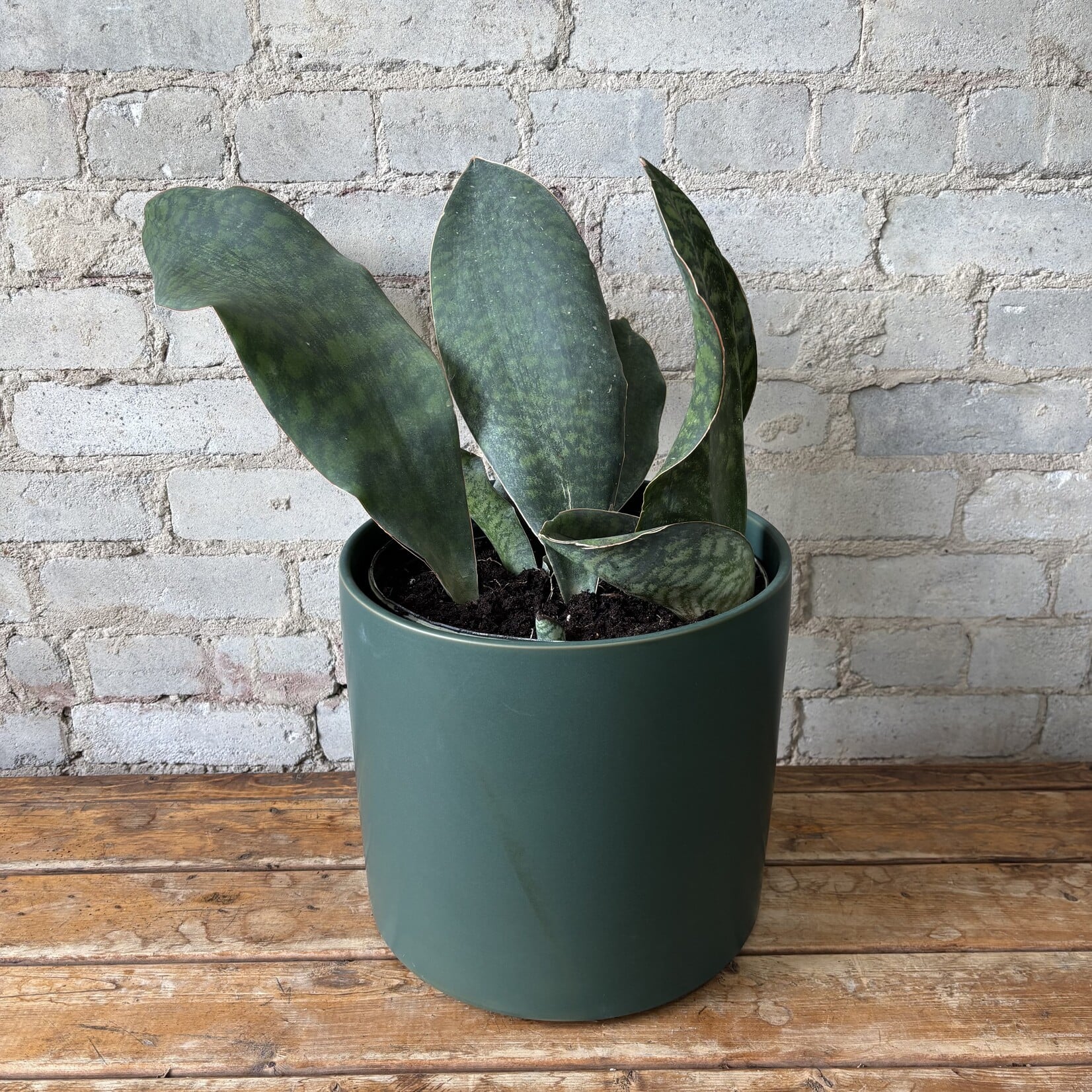 Sansevieria Whalefin 10"