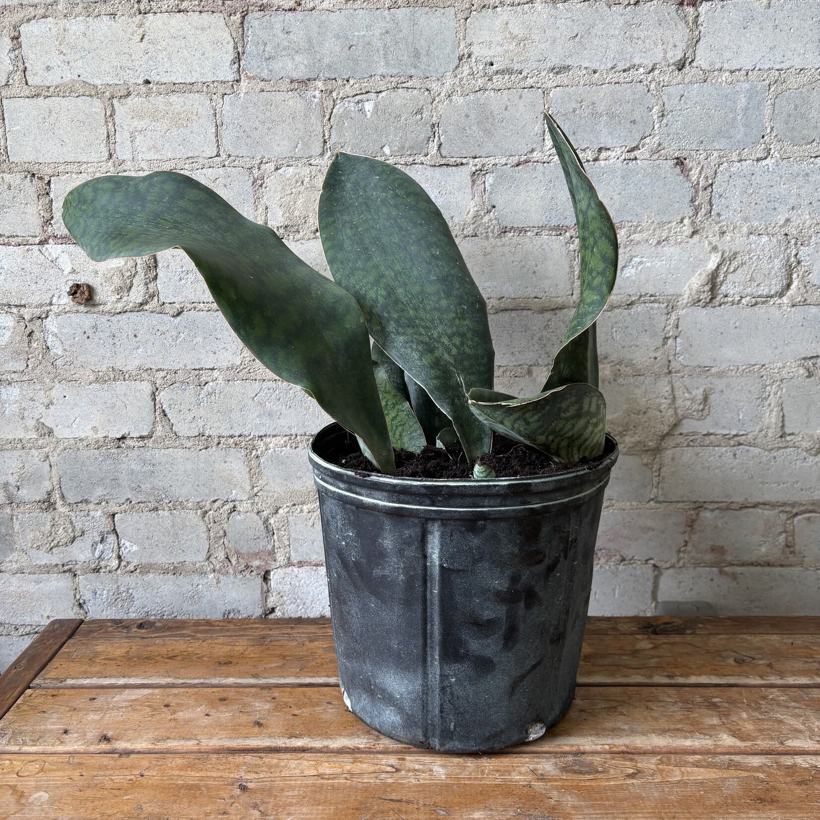 Sansevieria Whalefin 10"