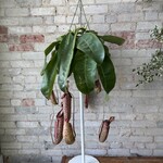 Nepenthes x Miranda 8" HB