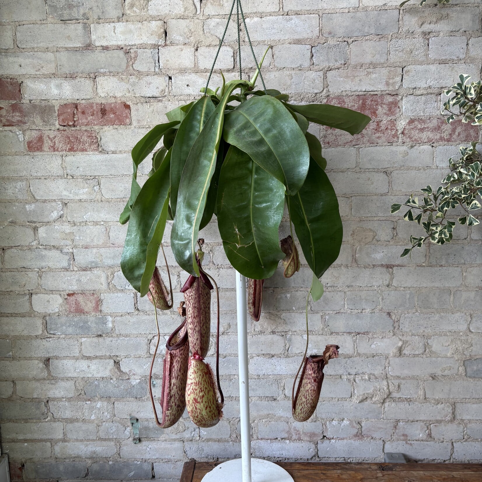 Nepenthes x Miranda 8" HB