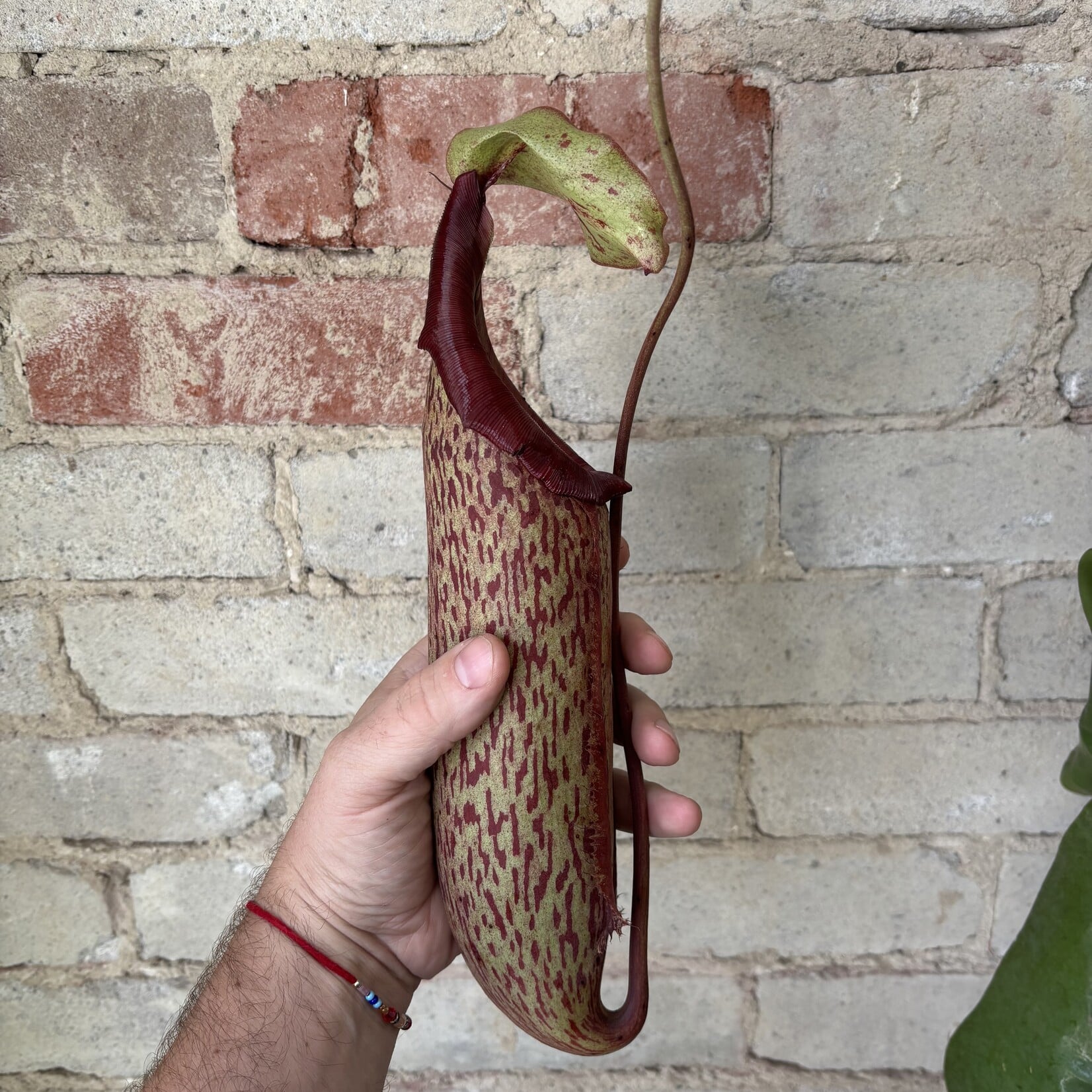 Nepenthes x Miranda 8" HB