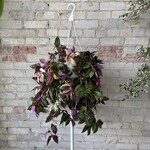Tradescantia Multicolour 8"
