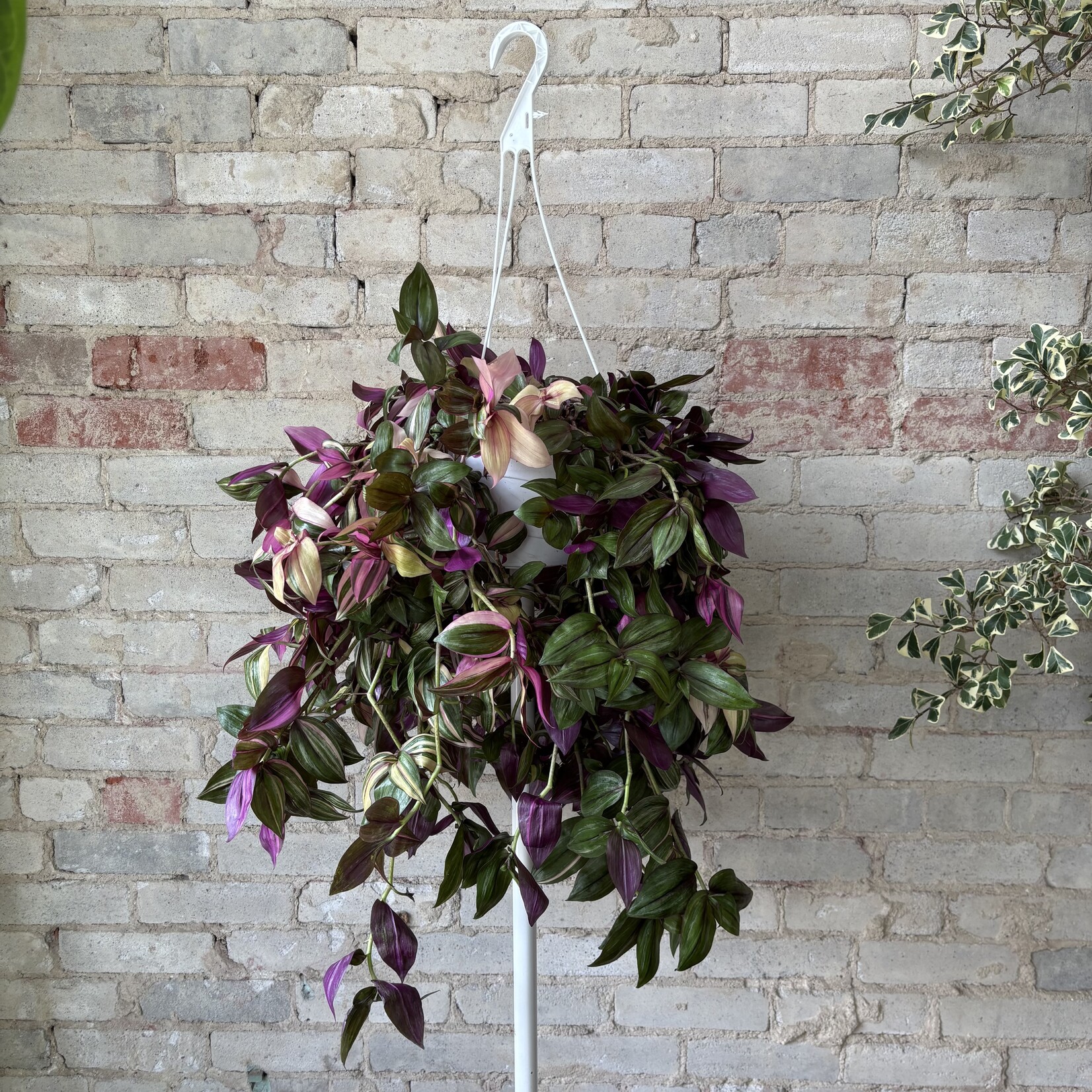 Tradescantia Multicolour 8"
