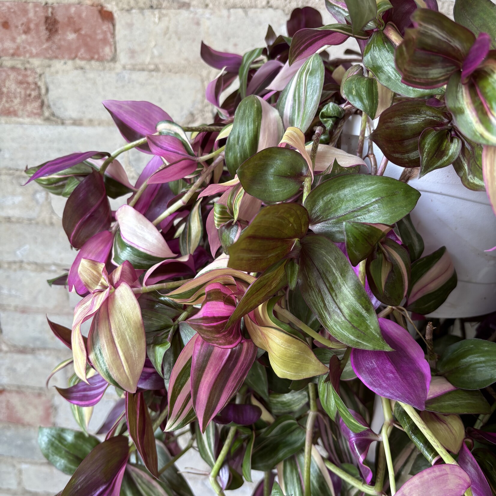 Tradescantia Multicolour 8"
