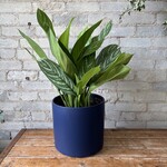 Aglaonema Stripes 10"