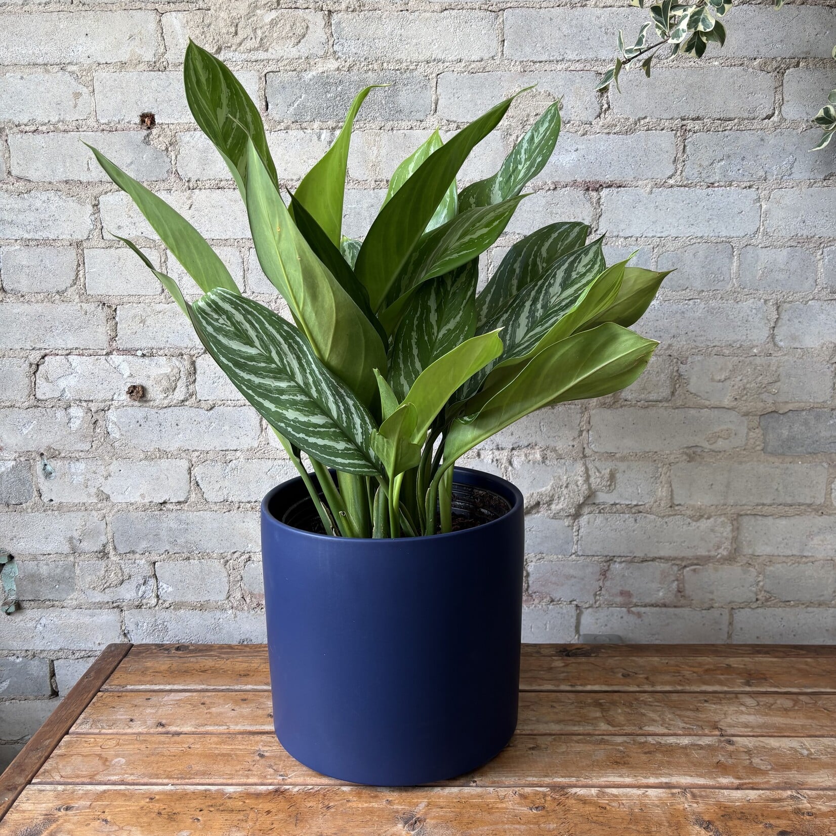 Aglaonema Stripes 10"