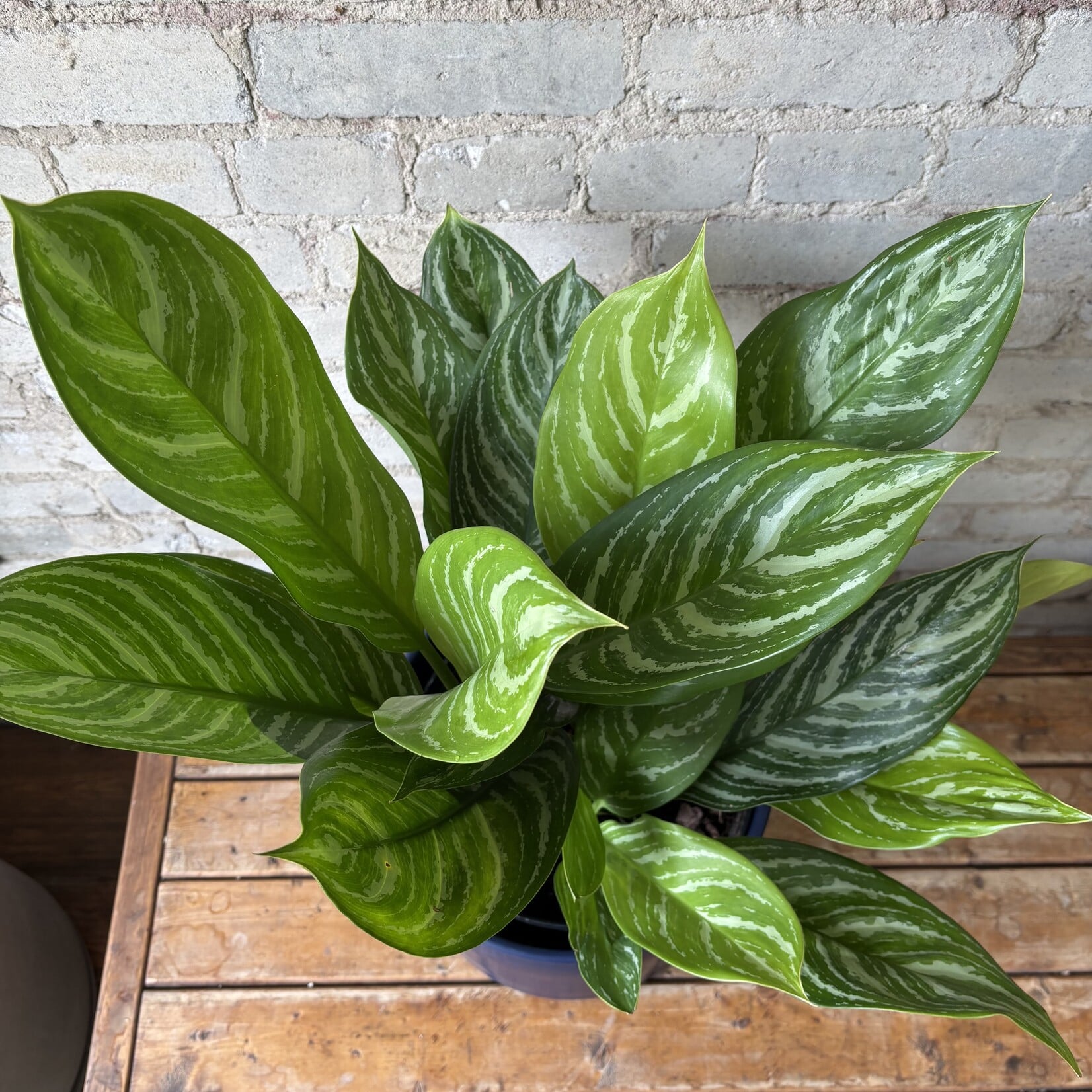 Aglaonema Stripes 10"