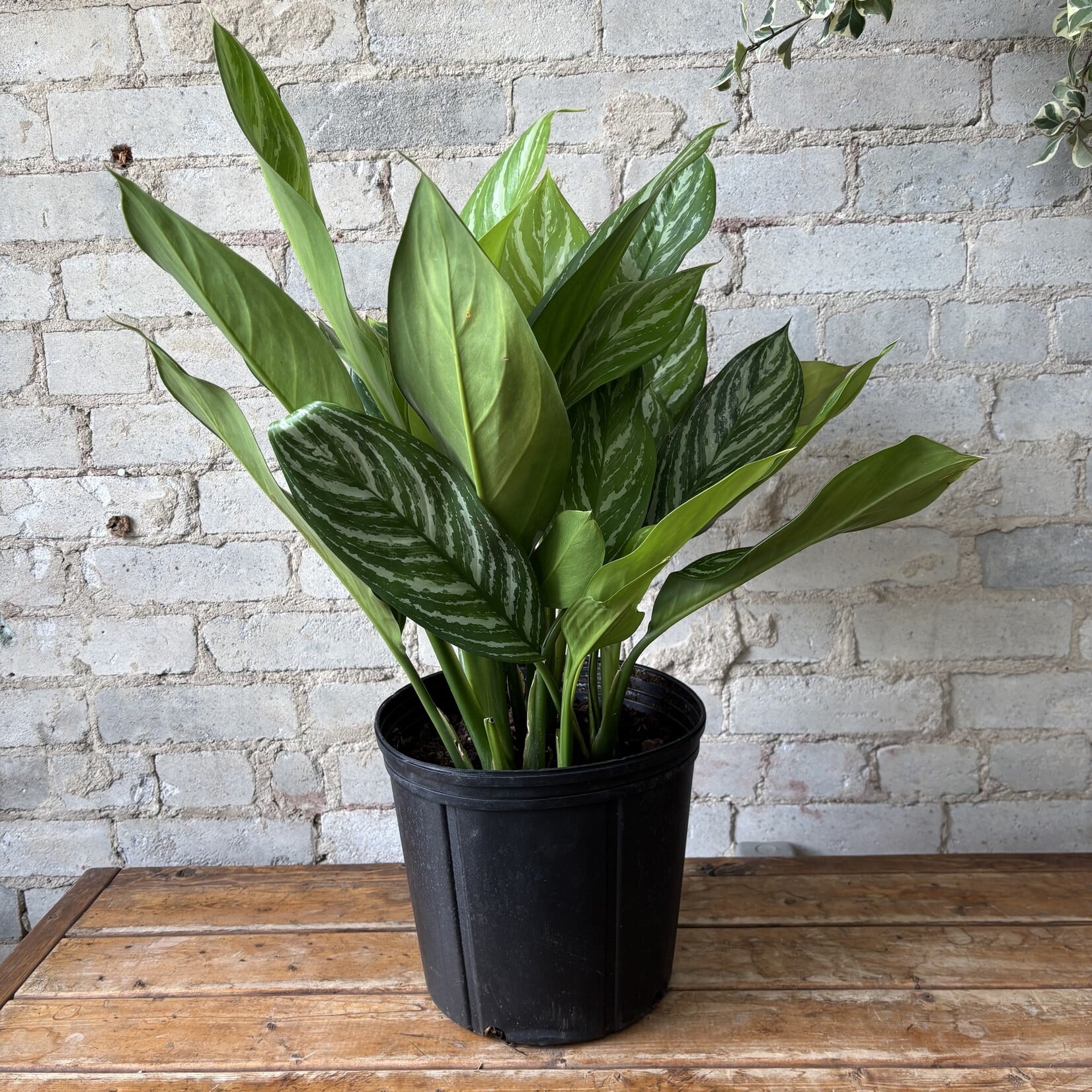 Aglaonema Stripes 10"