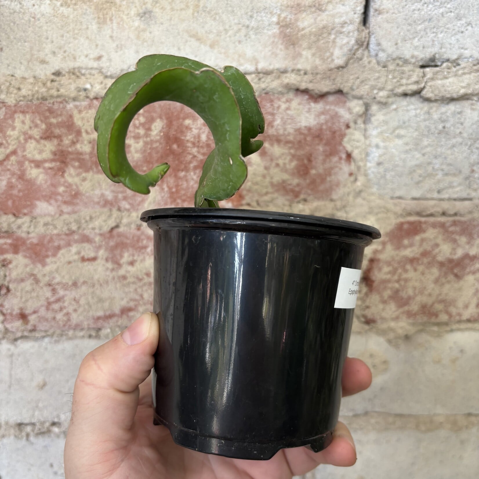 Orchid Cactus 4" Epiphyllum 'Curly Locks'