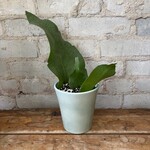 Orchid Cactus 'Epiphyllum' 4"