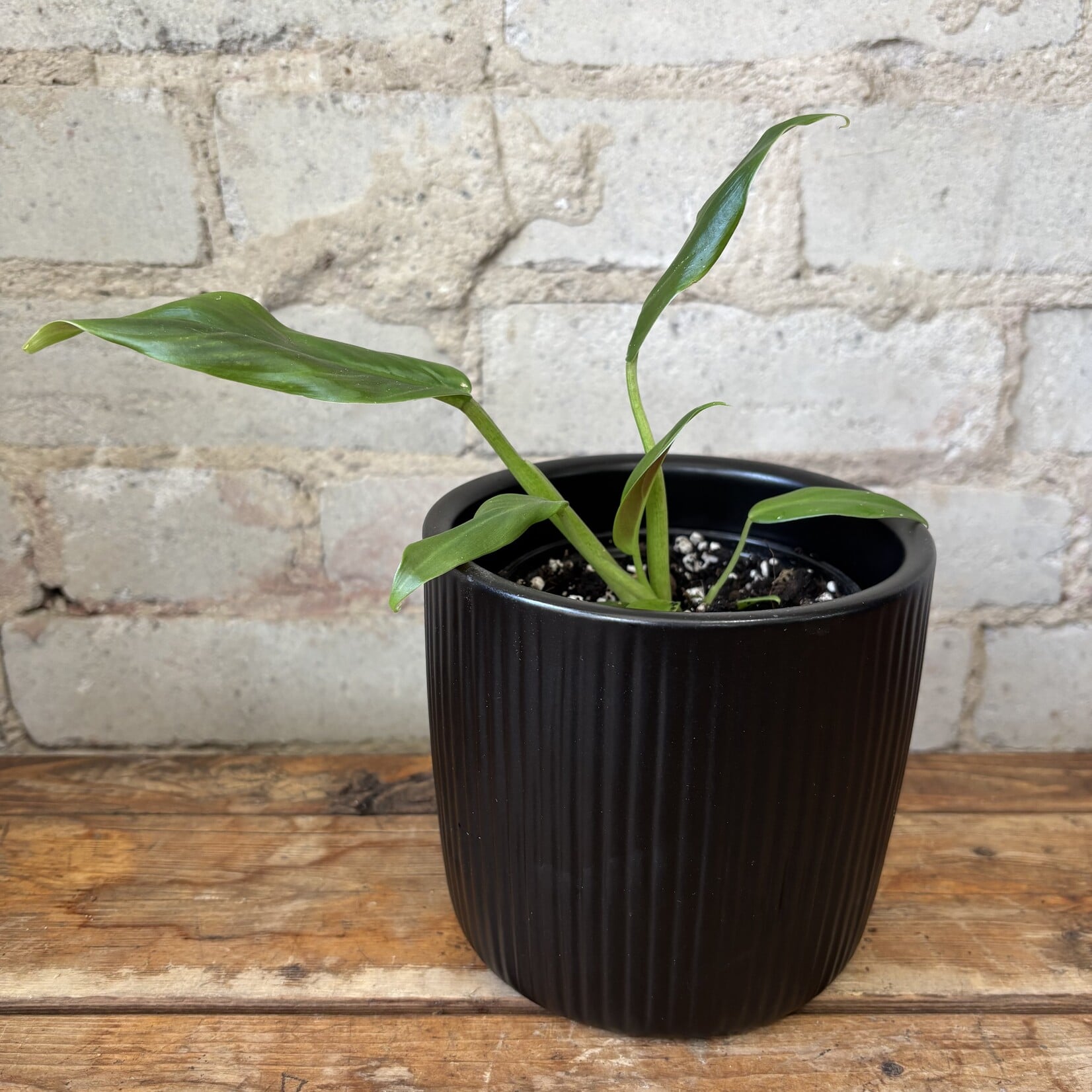 Philodendron Subhastatum 4"