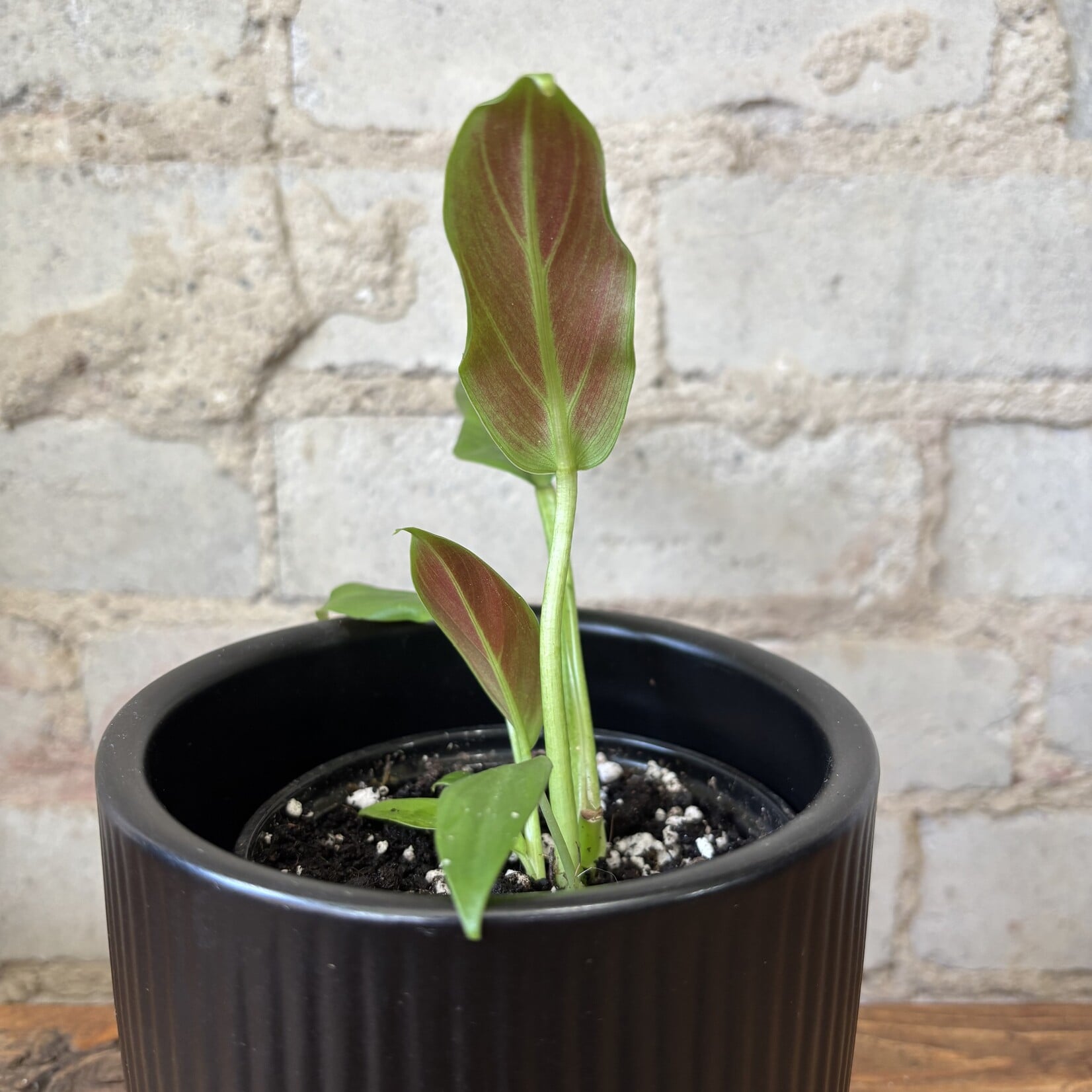 Philodendron Subhastatum 4"