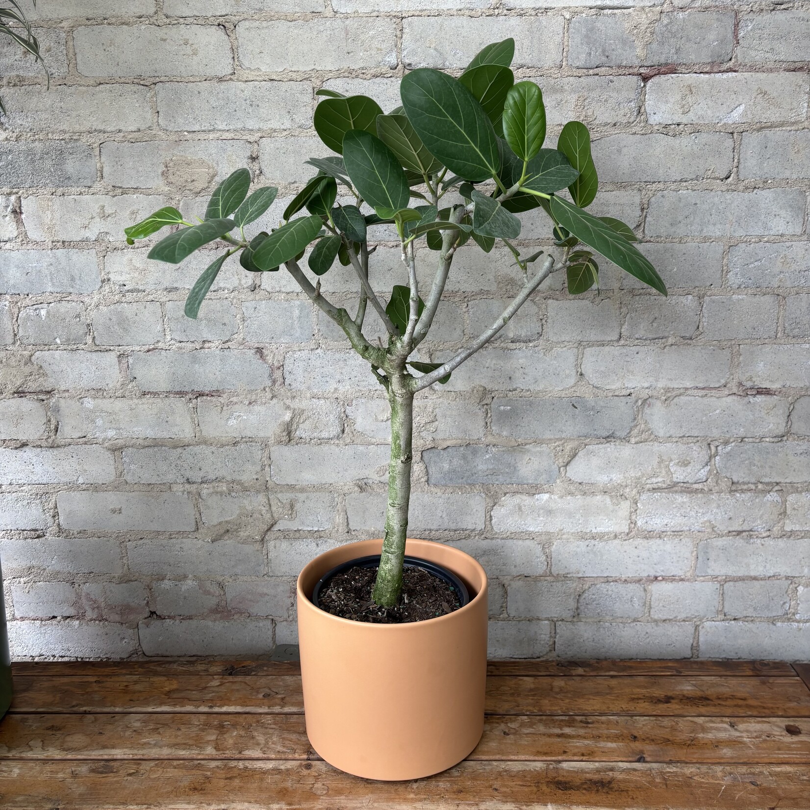 Ficus Audrey Standard 8"