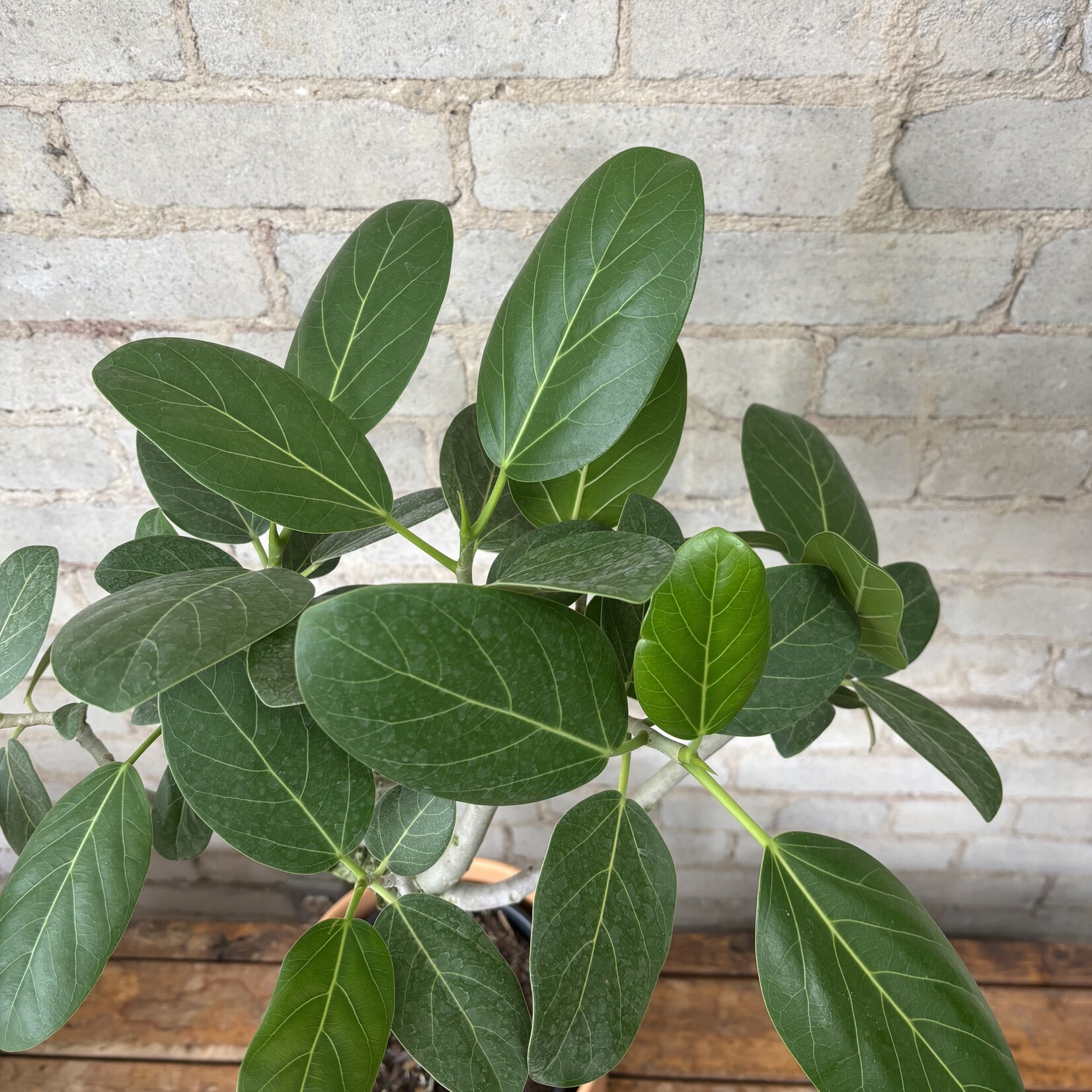 Ficus Audrey Standard 8"