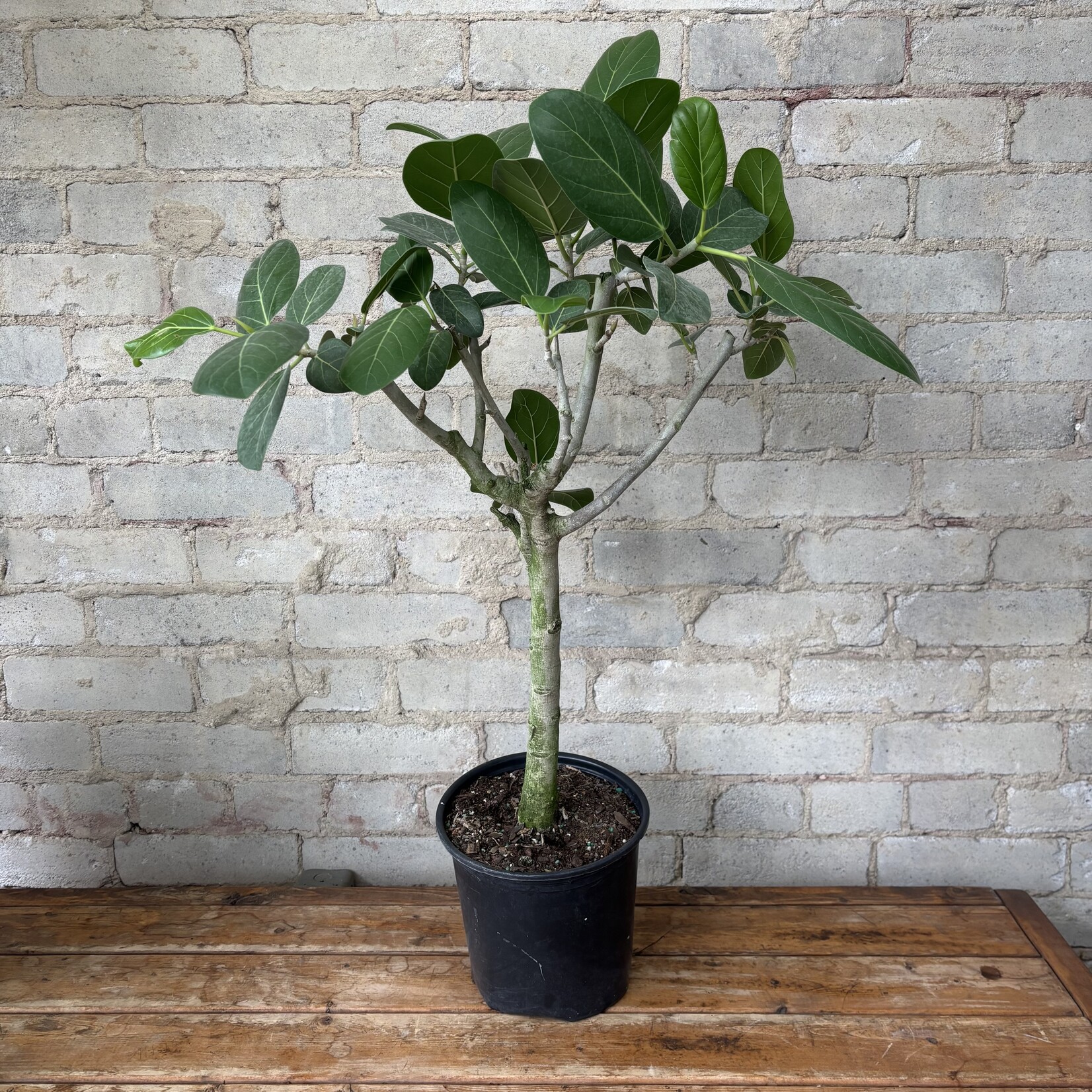 Ficus Audrey Standard 8"