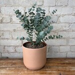 Eucalyptus Gunnii (Potted) 6"