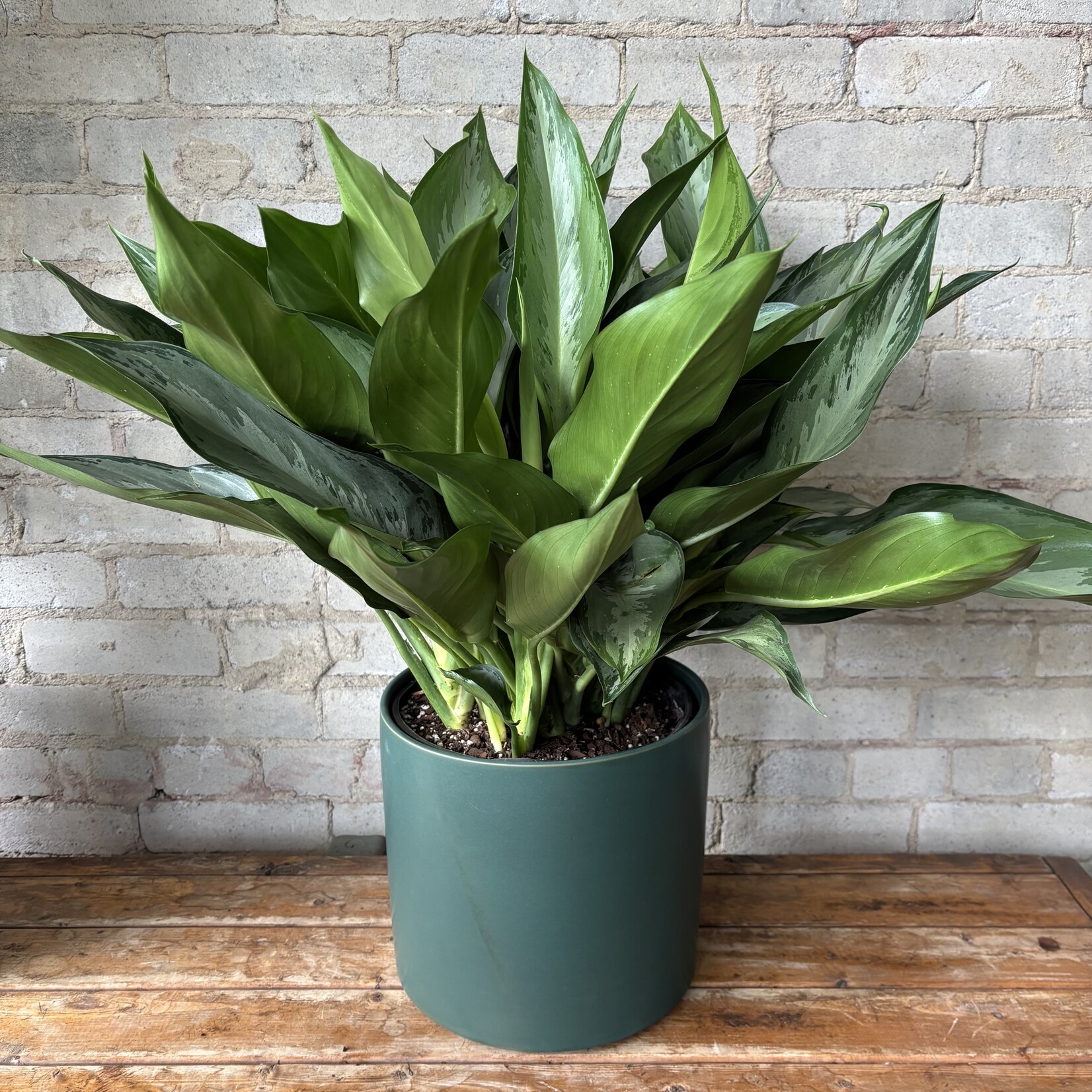 Aglaonema Silverado 10"