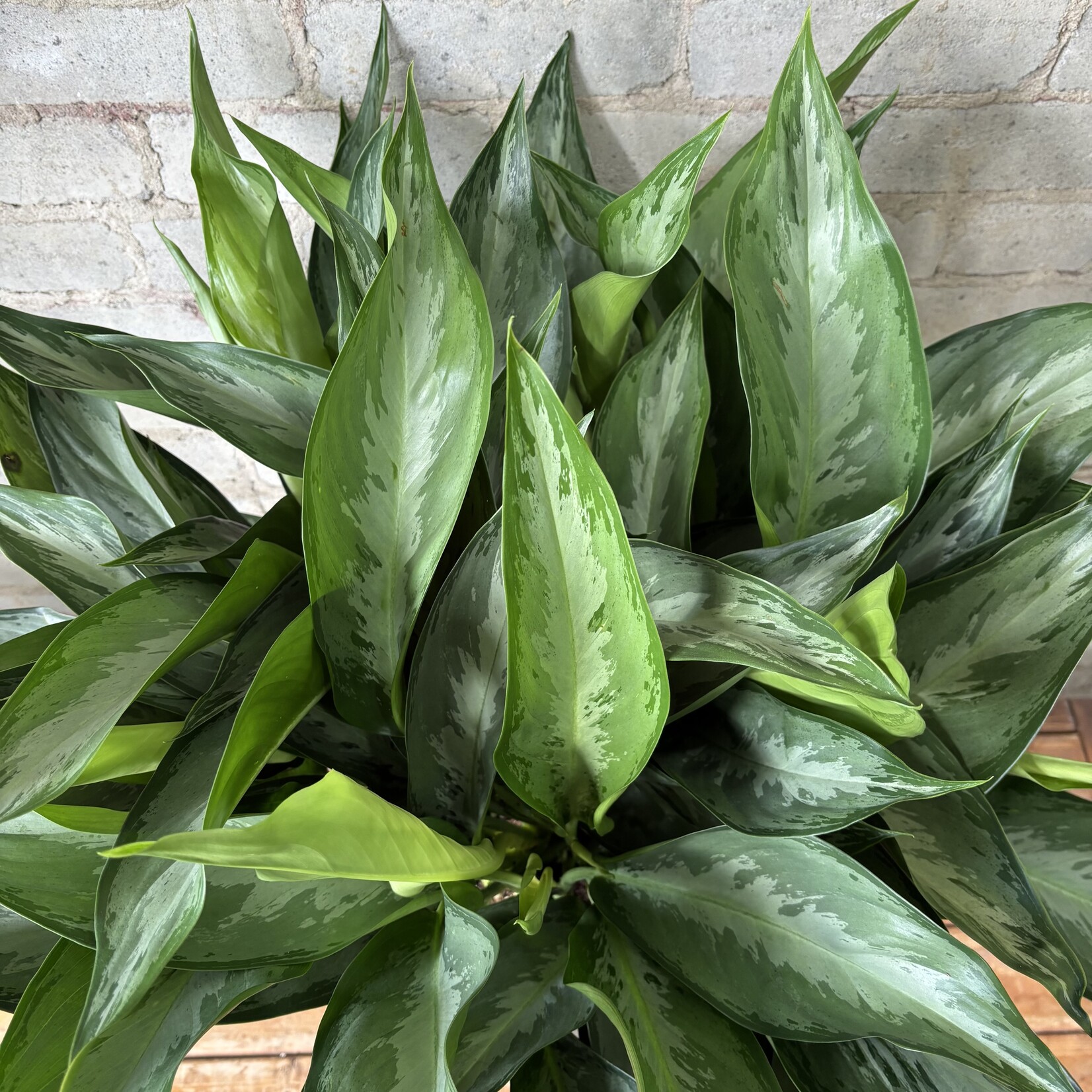 Aglaonema Silverado 10"