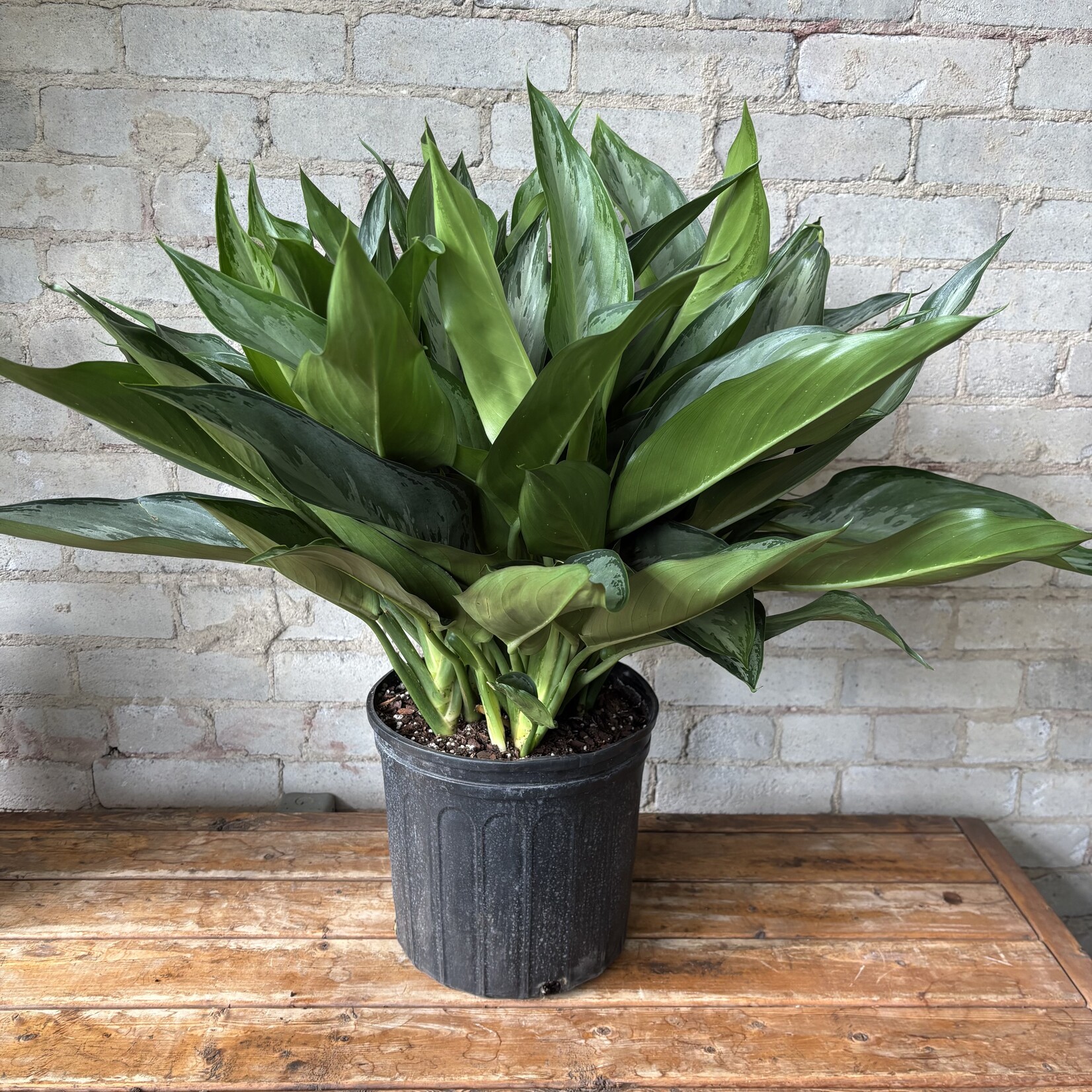 Aglaonema Silverado 10"
