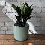 ZZ Plant Raven 6"