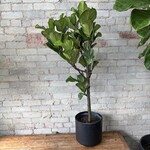 Ficus Lyrata Compacta Standard 10"
