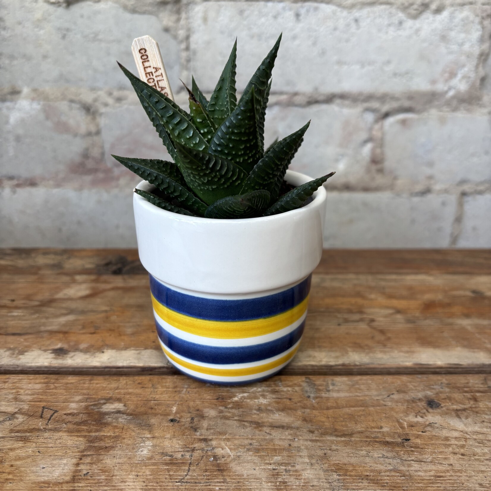 Vita Pot (Fits 2.5") Cobalt & Mustard