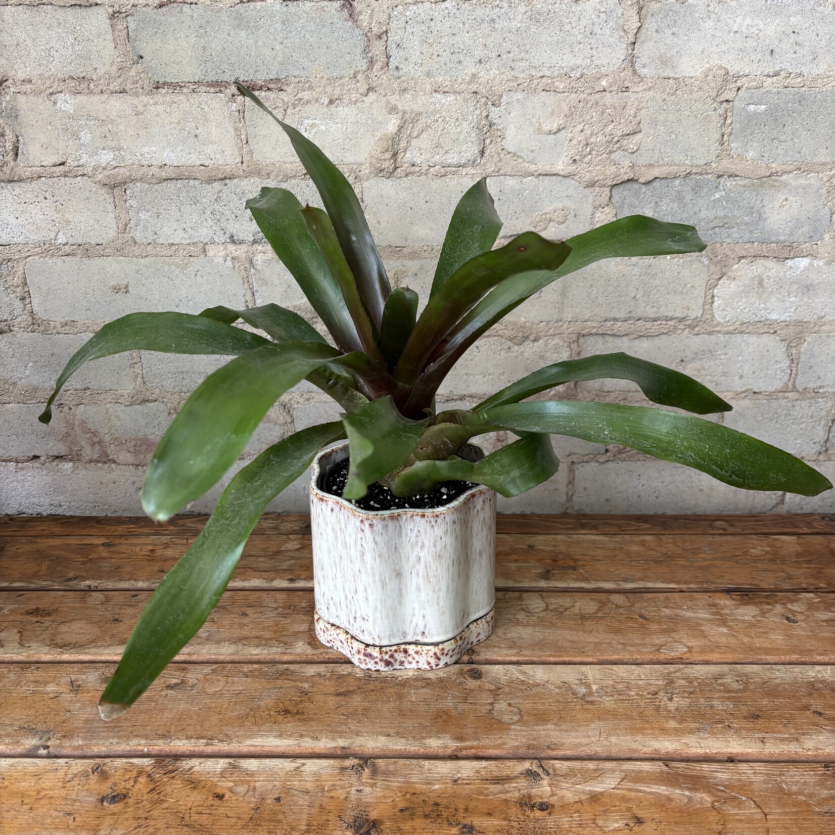 Bromeliad Neoregelia 'Wolfgang' 5"