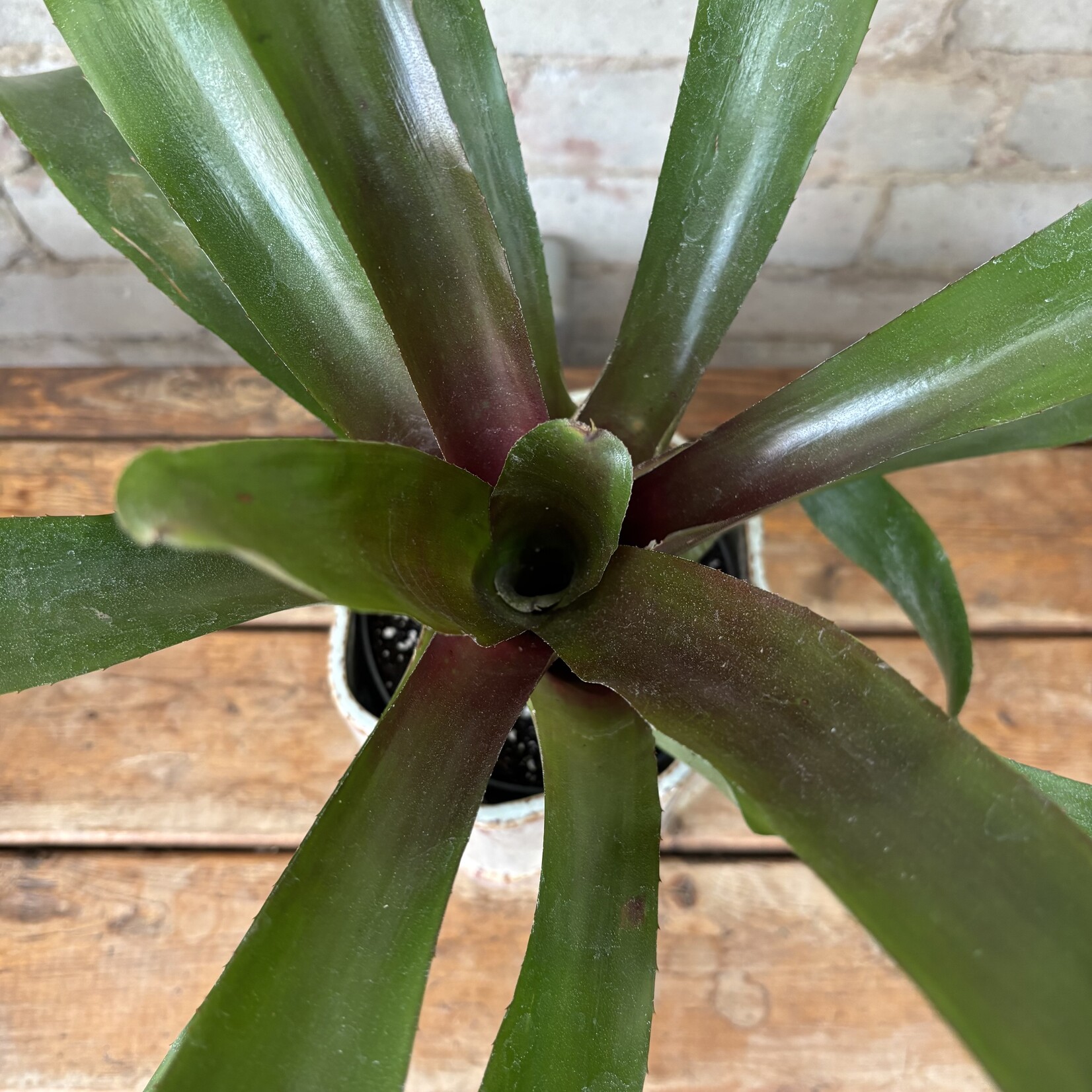 Bromeliad Neoregelia 'Wolfgang' 5"