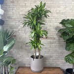 Dracaena Fragrans 14"