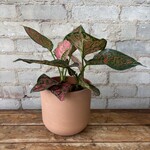 Aglaonema Red Valentine 6"