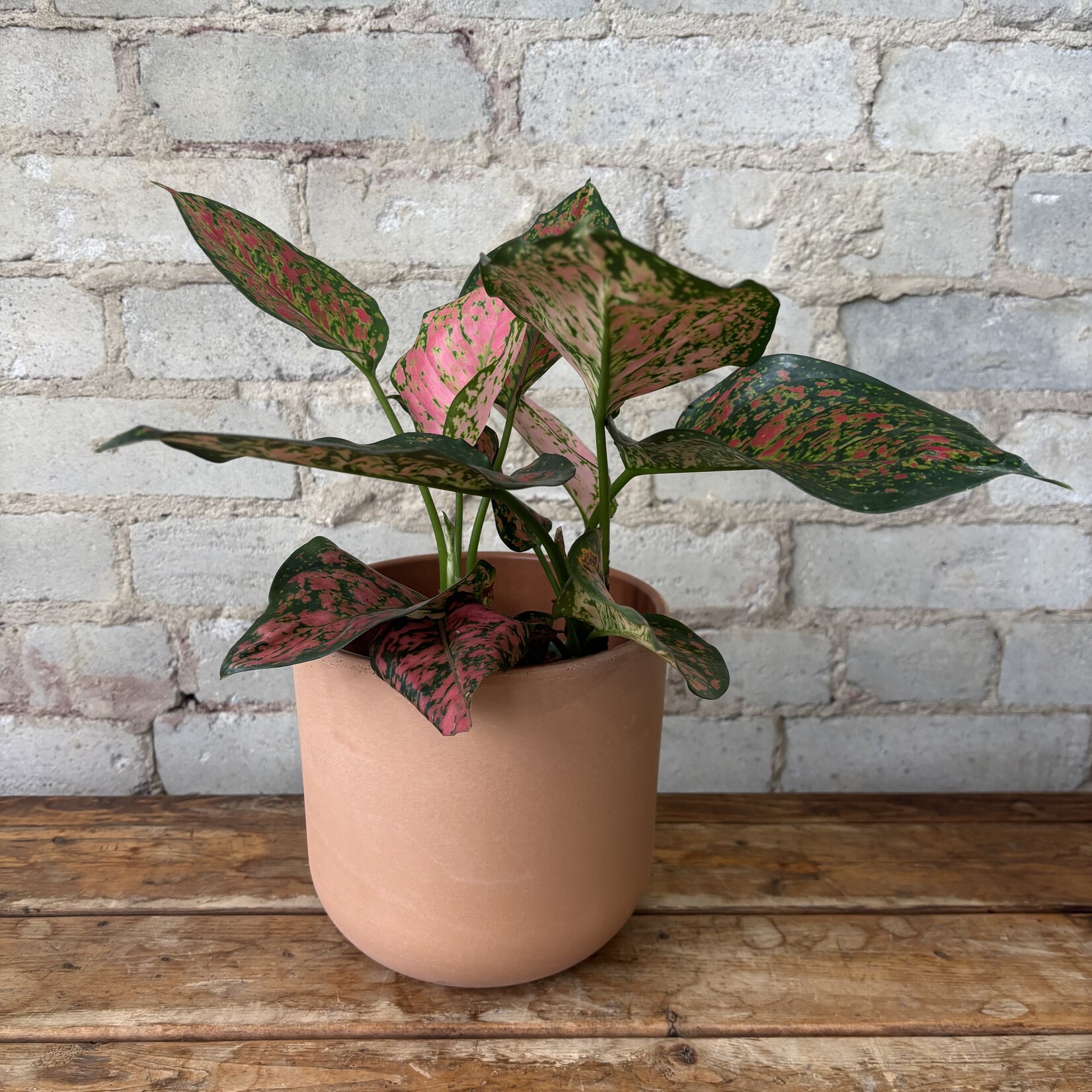 Aglaonema Red Valentine 6"