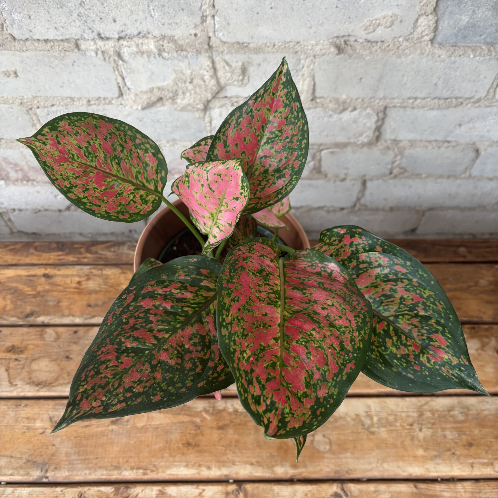 Aglaonema Red Valentine 6"