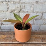 Philodendron Sun Red 4”